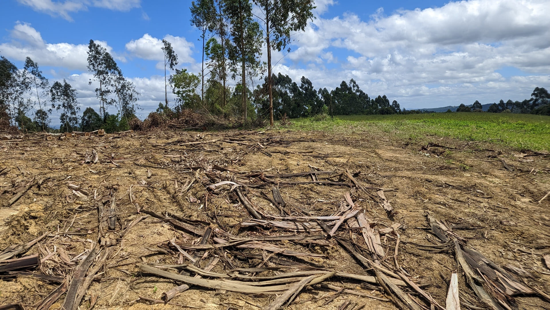 Terreno, 6 hectares - Foto 12