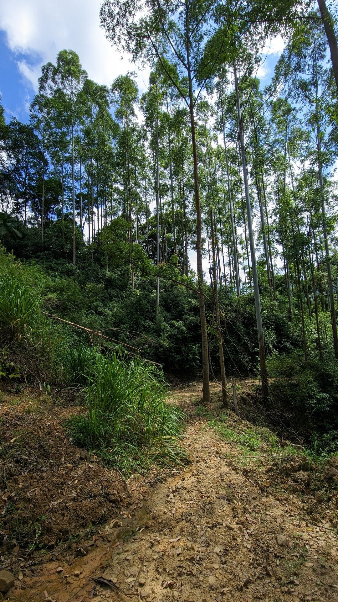 Terreno à venda, 40000m² - Foto 4