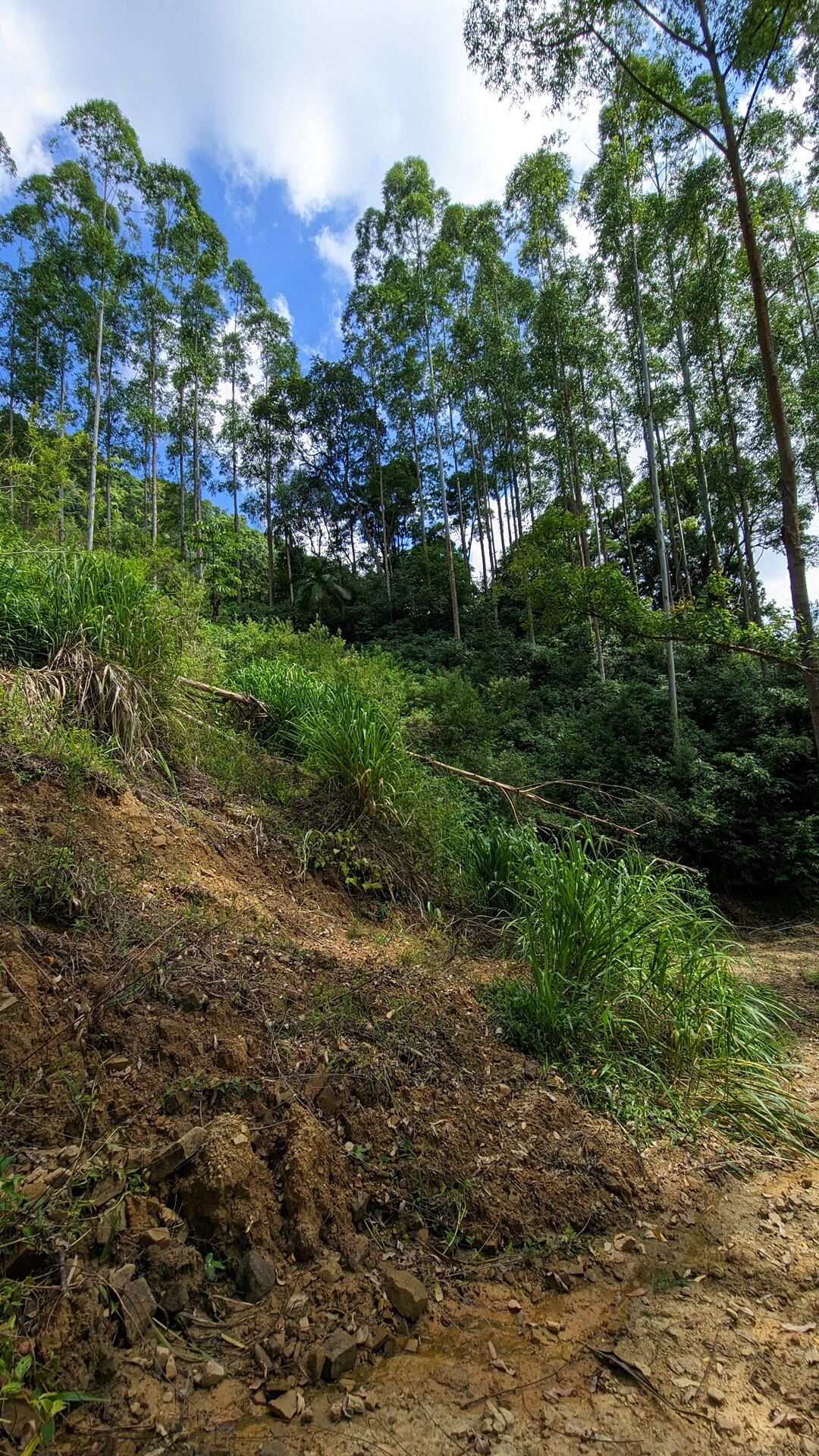 Terreno à venda, 40000m² - Foto 11