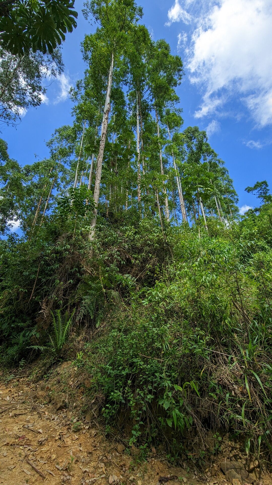 Terreno à venda, 40000m² - Foto 10