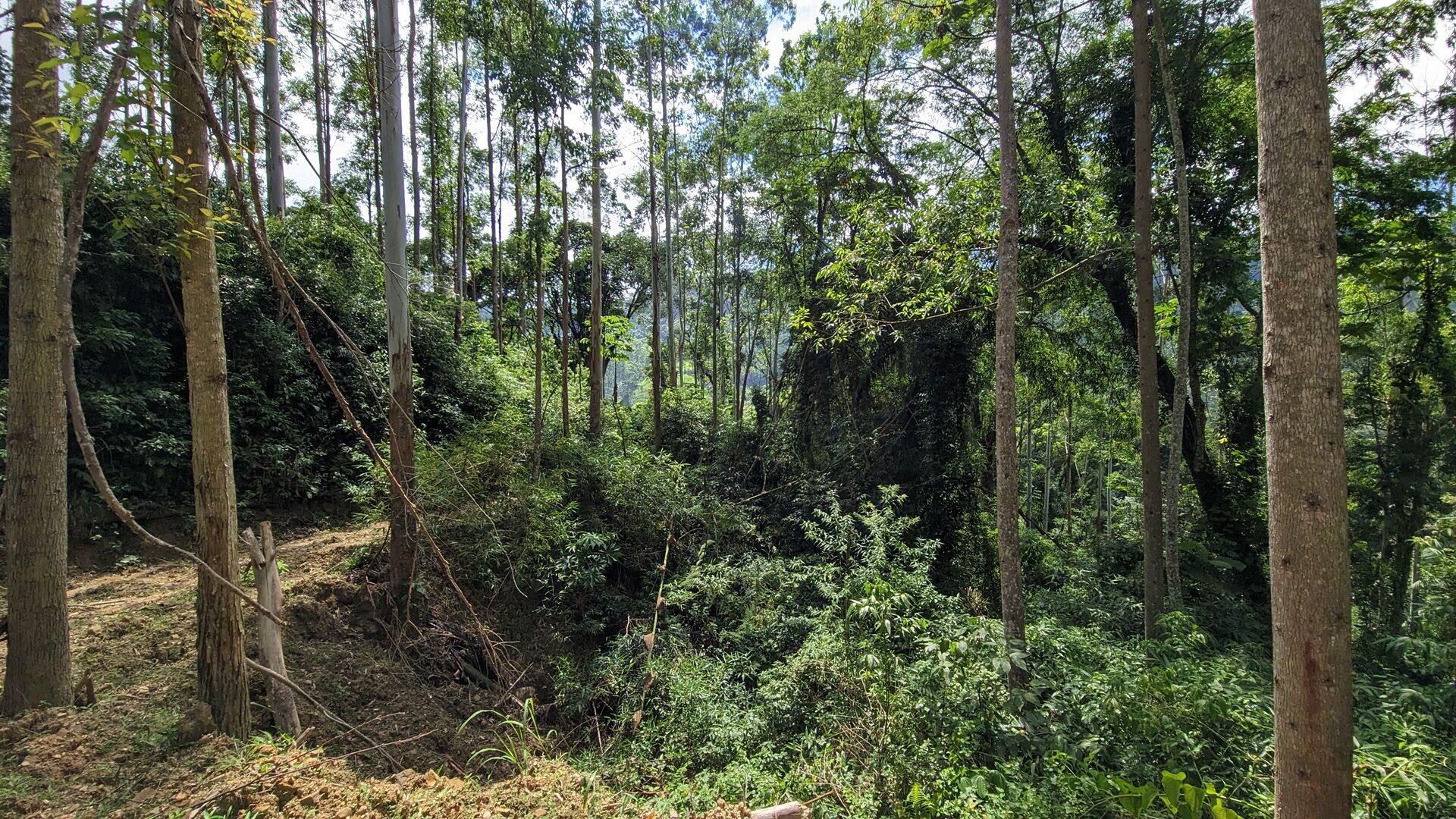 Terreno à venda, 40000m² - Foto 3