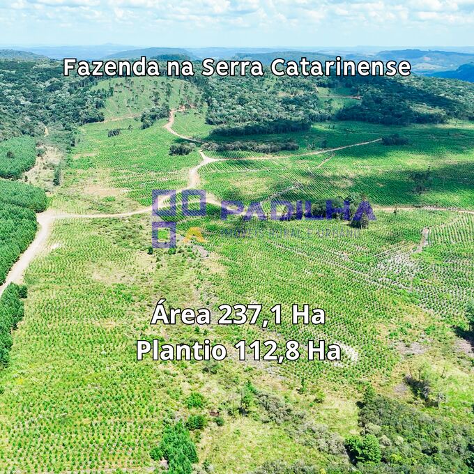Fazenda, 237 hectares - Foto 2