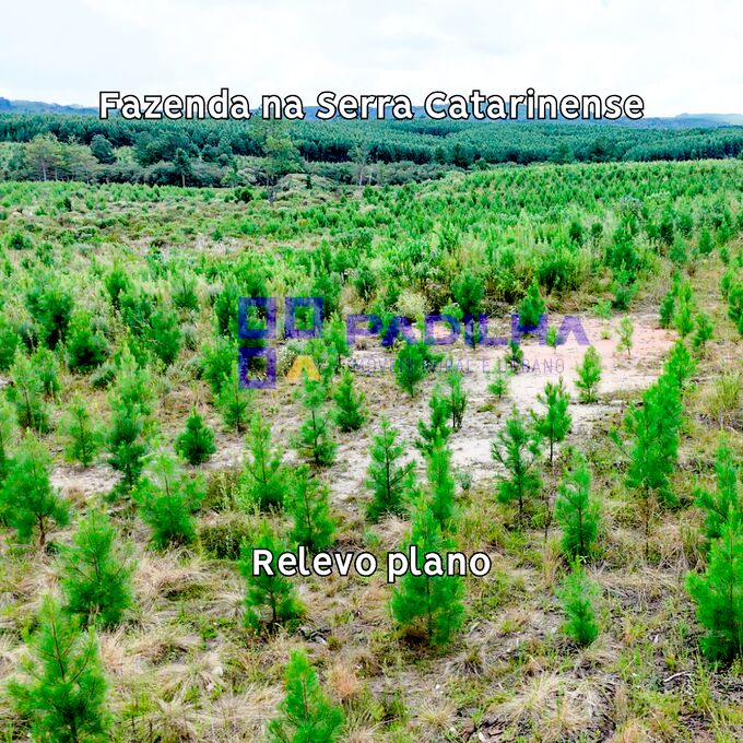Fazenda, 237 hectares - Foto 1
