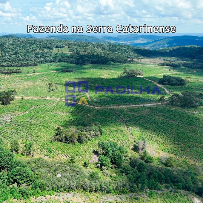 Fazenda, 237 hectares - Foto 7