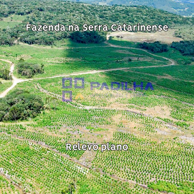 Fazenda, 237 hectares - Foto 4