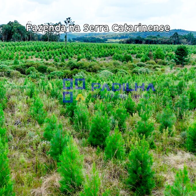 Fazenda, 237 hectares - Foto 3