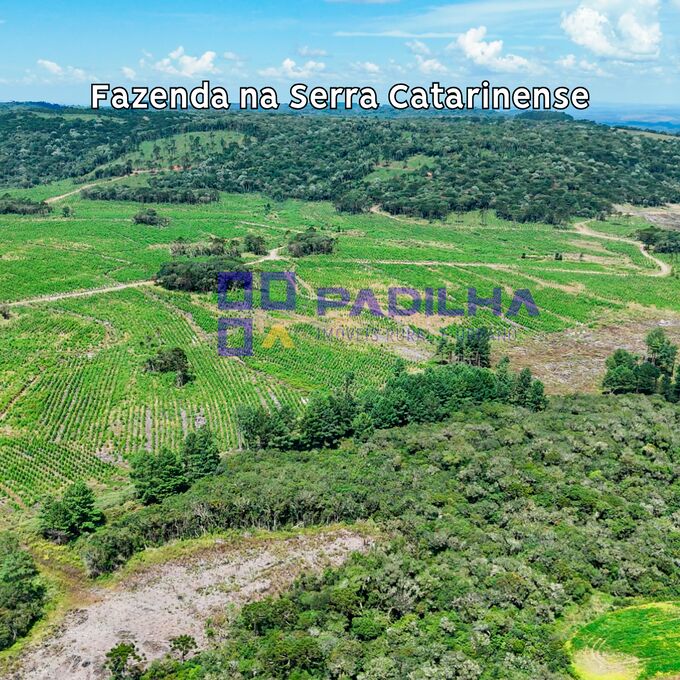 Fazenda, 237 hectares - Foto 6