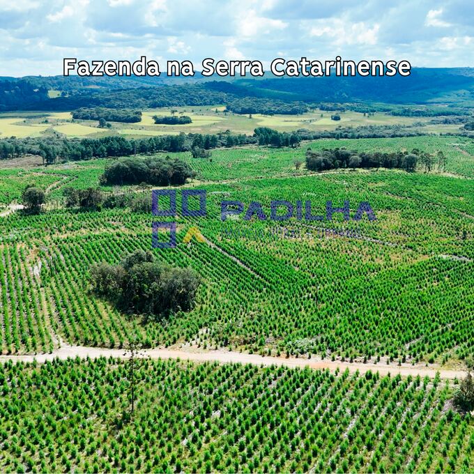 Fazenda, 237 hectares - Foto 5