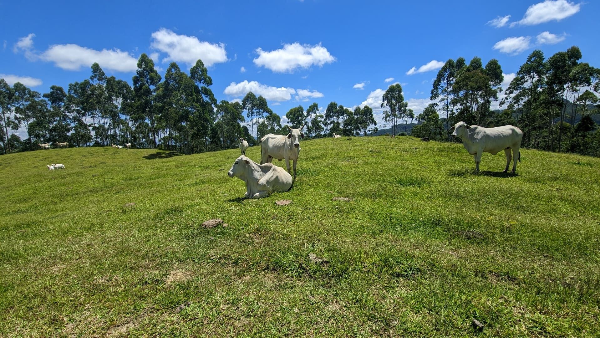 Sítio, 2 quartos, 30 hectares - Foto 8