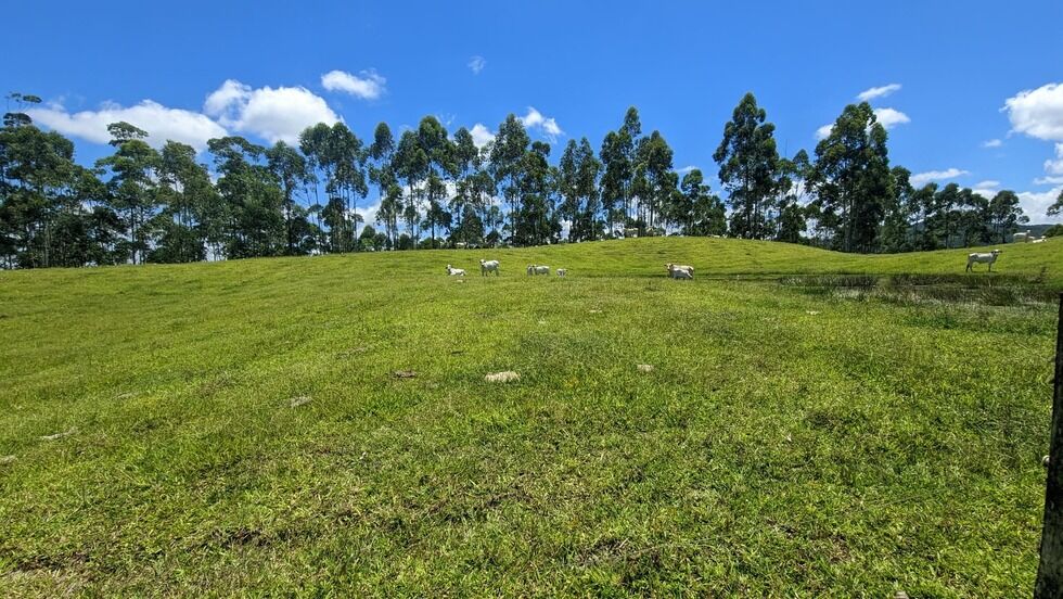 Sítio, 2 quartos, 30 hectares - Foto 14