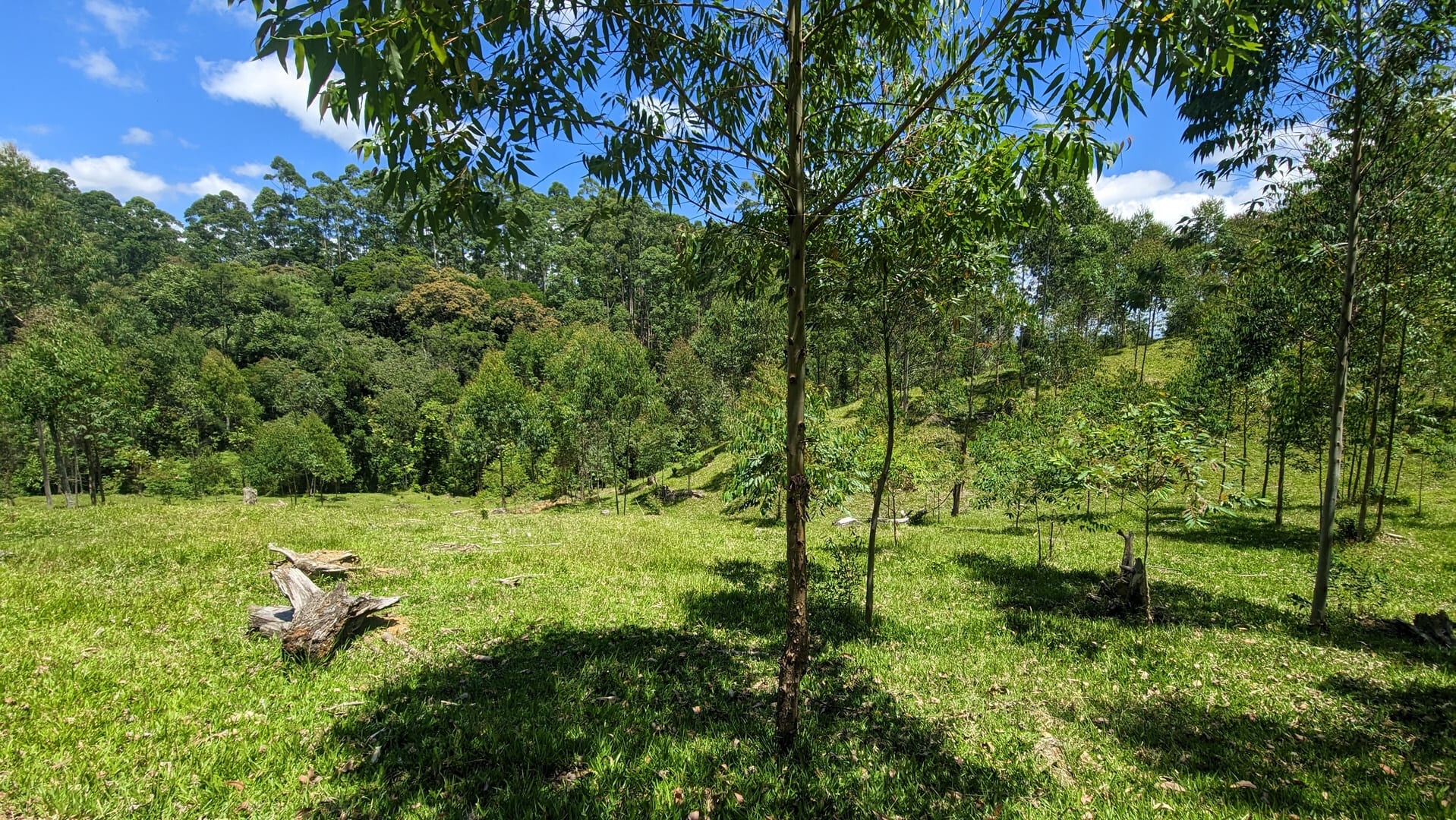 Sítio, 2 quartos, 30 hectares - Foto 14