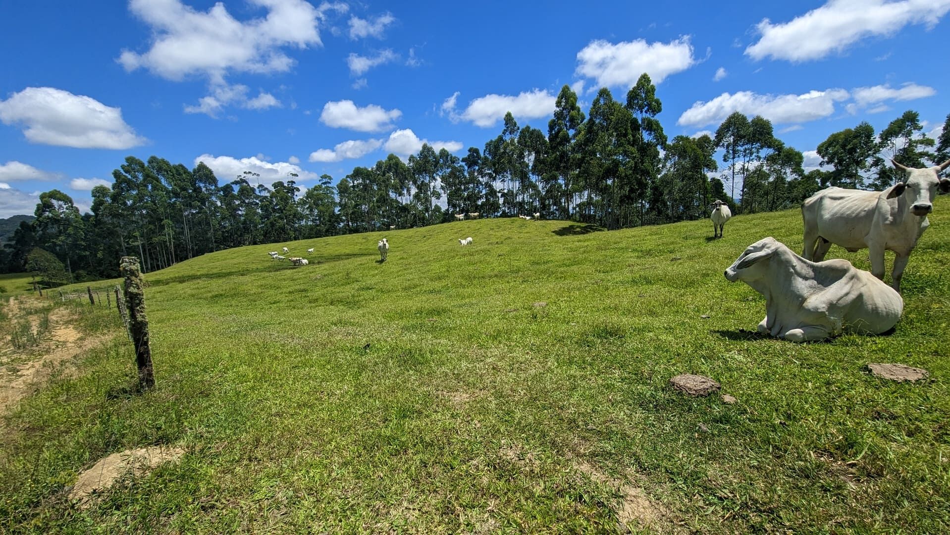 Sítio, 2 quartos, 30 hectares - Foto 9