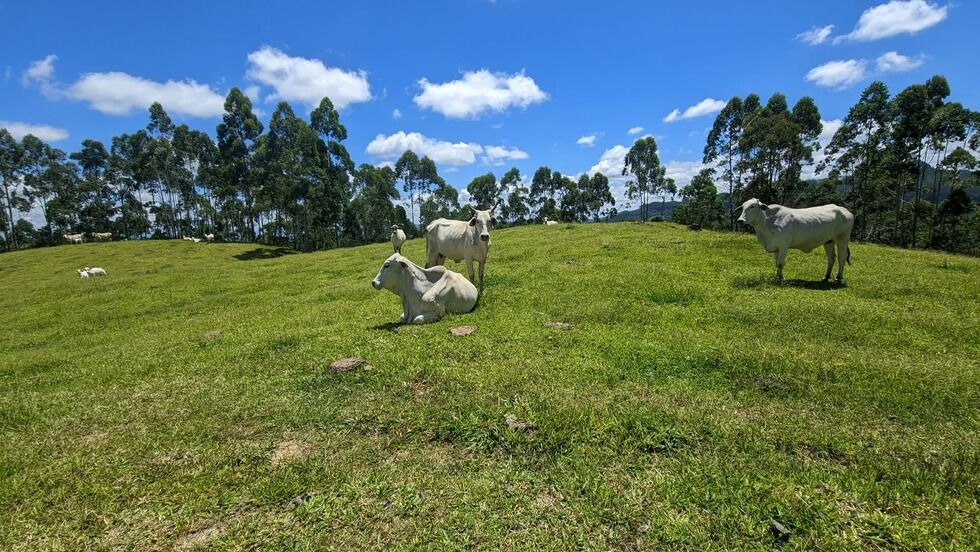 Sítio, 2 quartos, 30 hectares - Foto 18