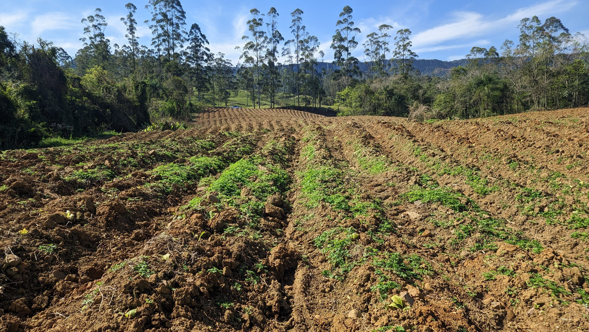 Terreno, 5 hectares - Foto 27