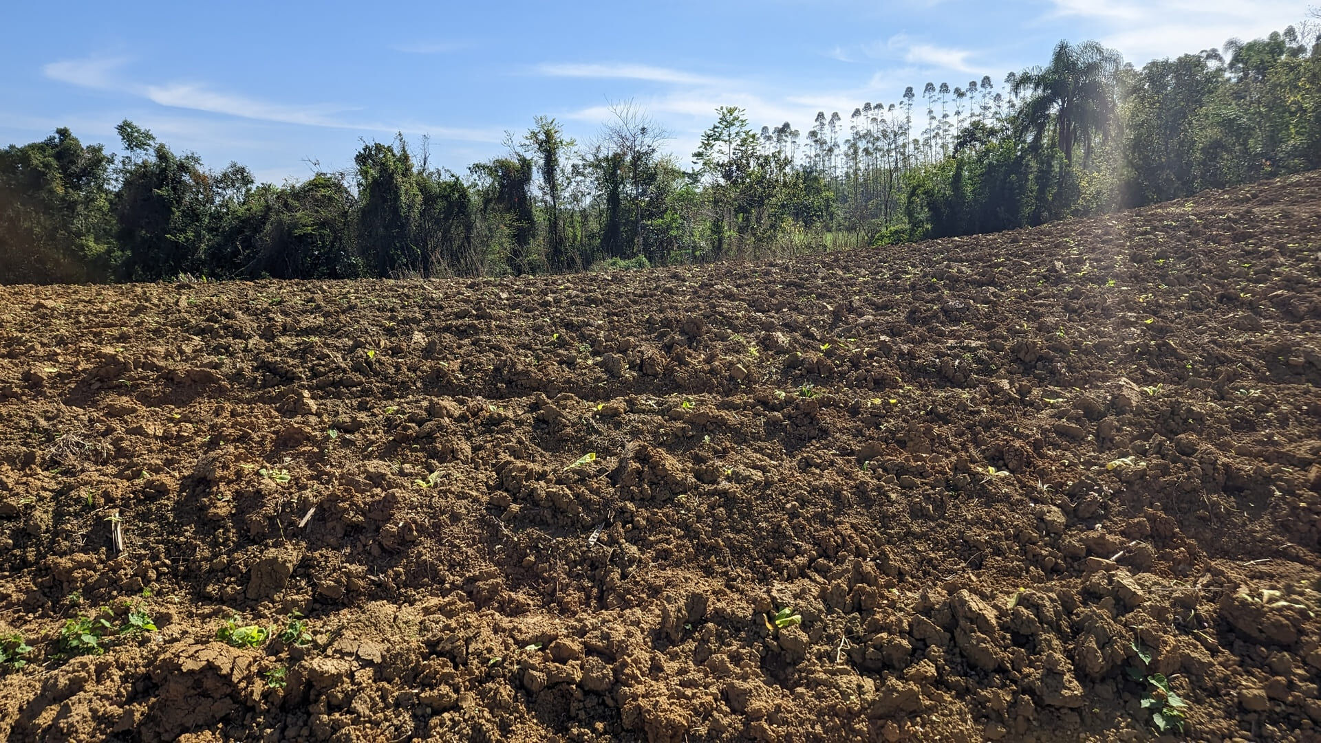 Terreno, 5 hectares - Foto 12