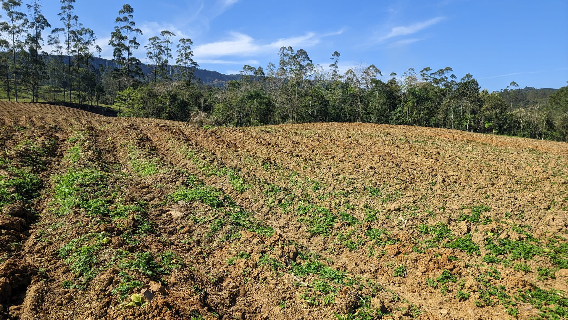 Terreno, 5 hectares - Foto 18