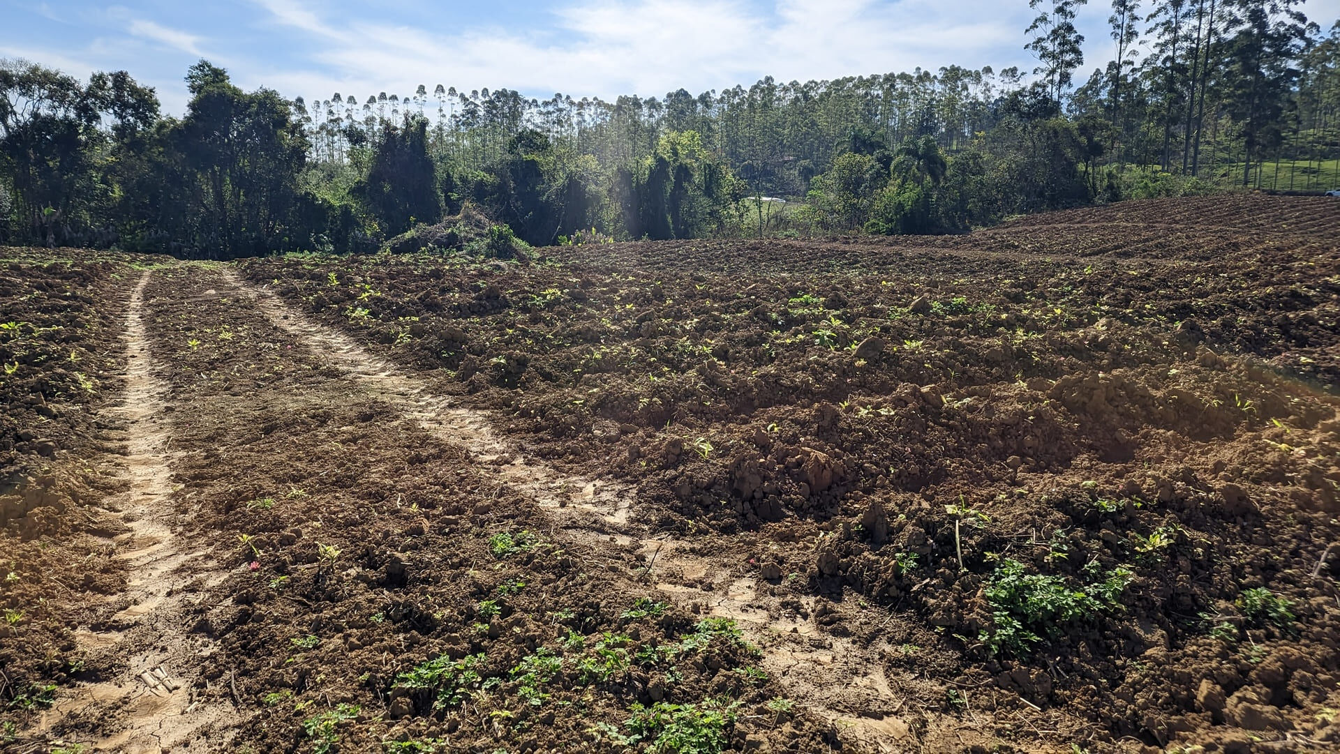 Terreno, 5 hectares - Foto 8