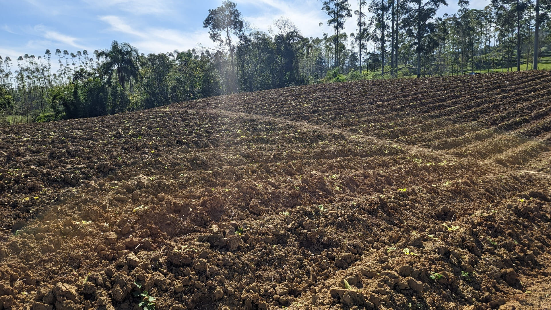 Terreno, 5 hectares - Foto 11