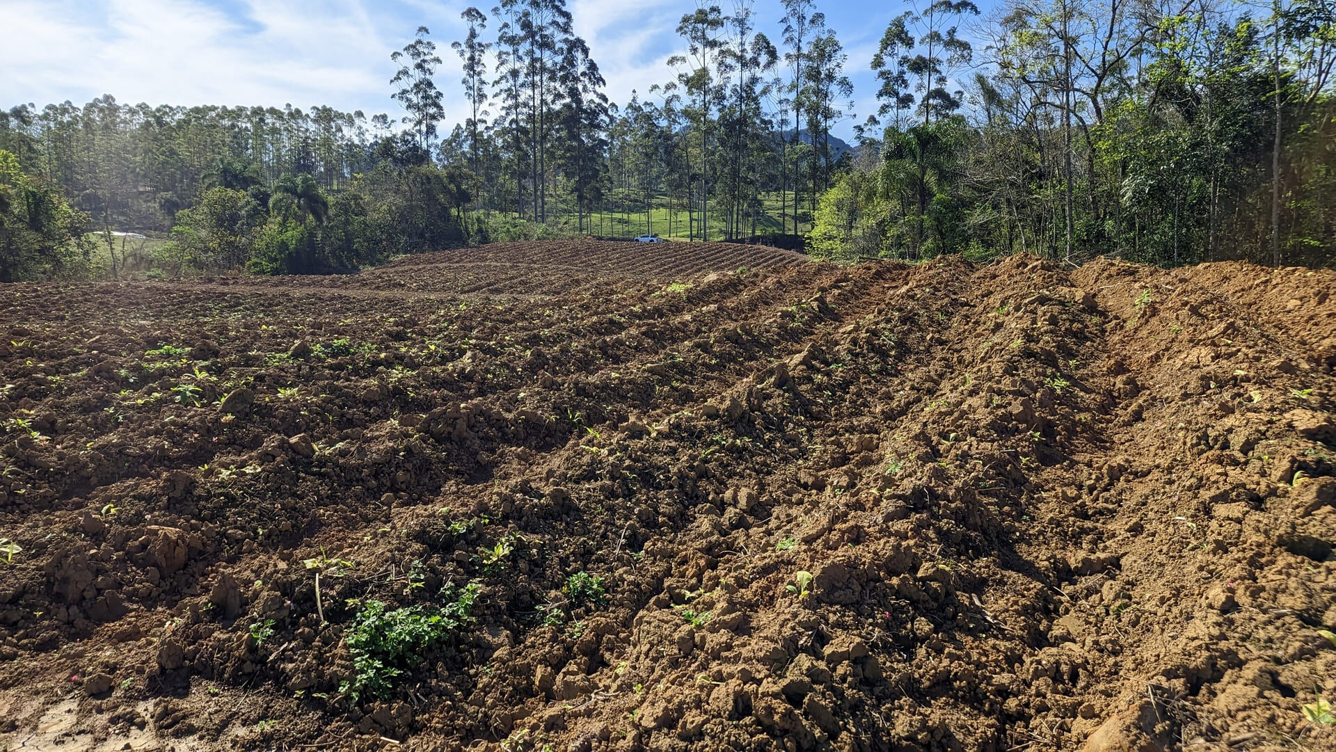 Terreno, 5 hectares - Foto 5