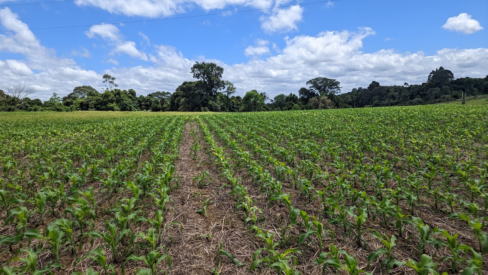 Sítio, 2 quartos, 6 hectares - Foto 19