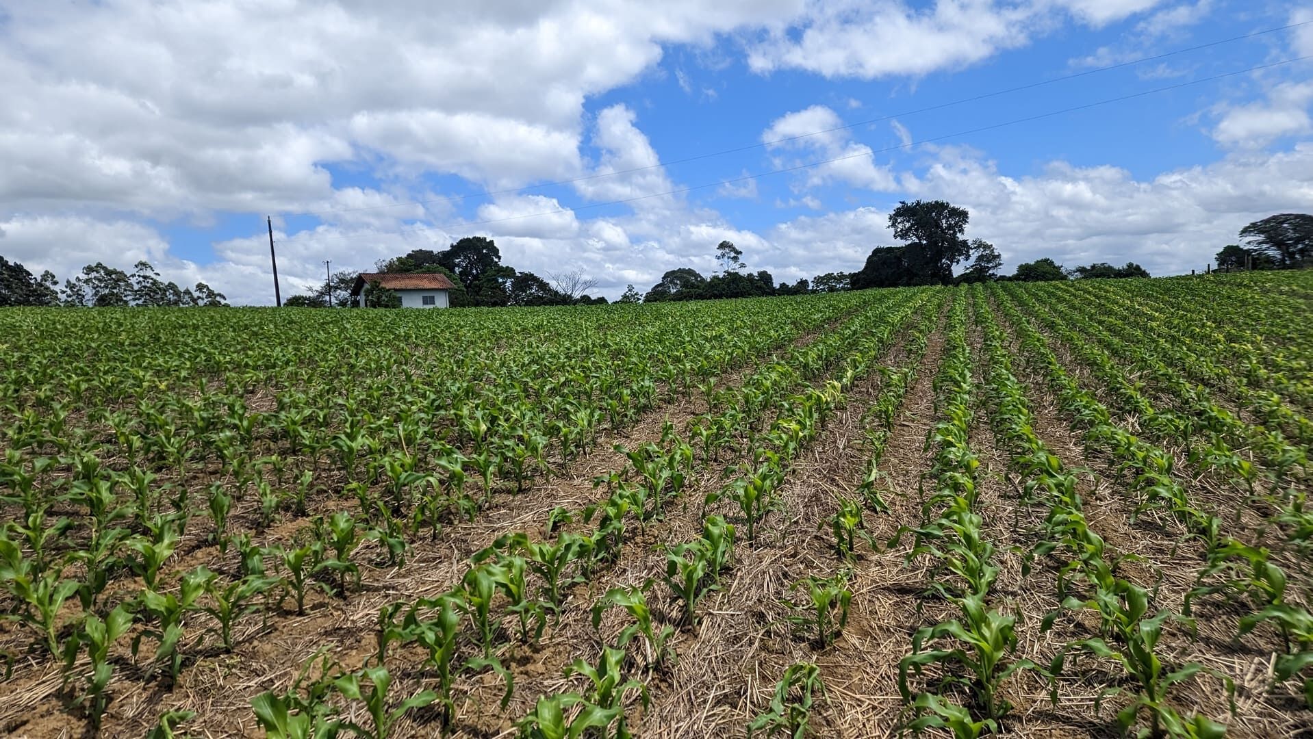 Sítio, 2 quartos, 6 hectares - Foto 17