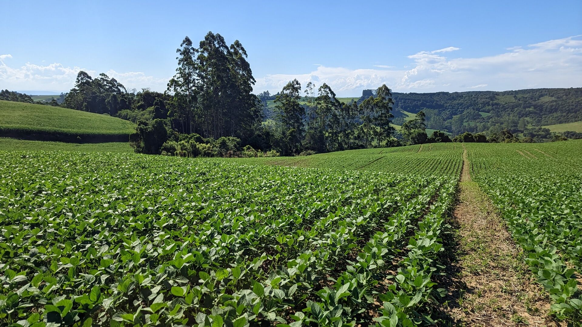 Terreno, 10 hectares - Foto 11