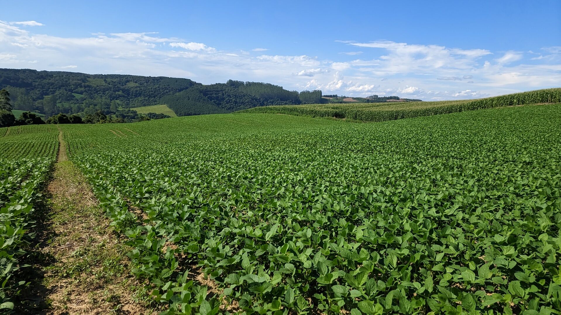 Terreno, 10 hectares - Foto 14