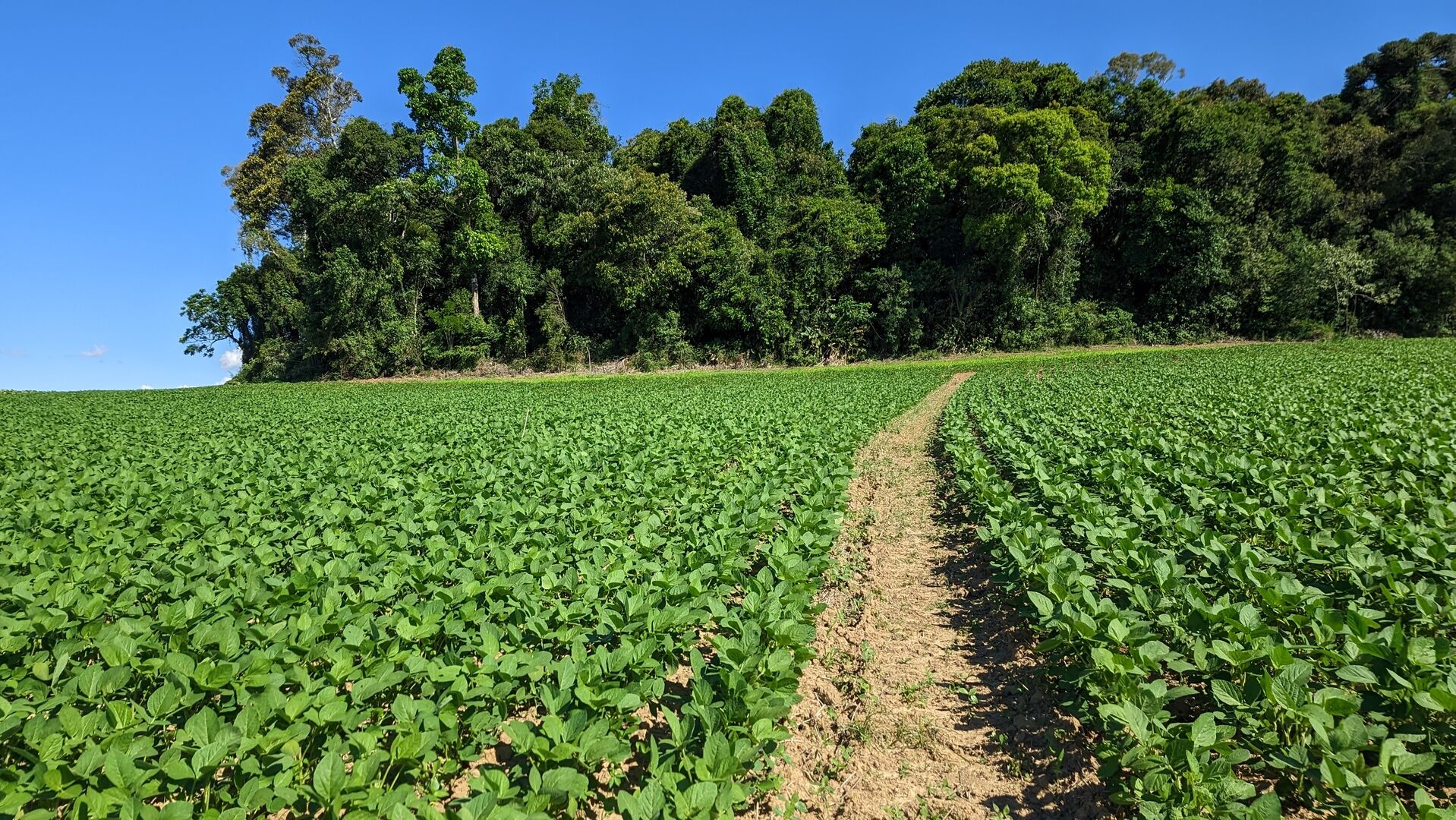 Terreno, 10 hectares - Foto 10