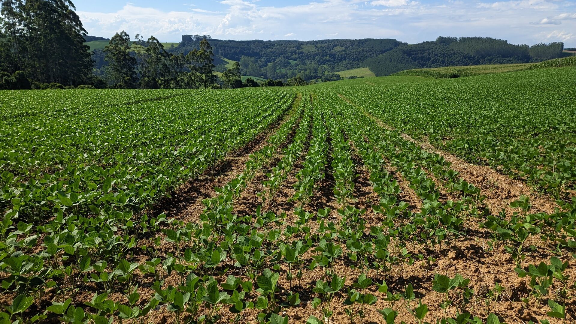 Terreno, 10 hectares - Foto 12