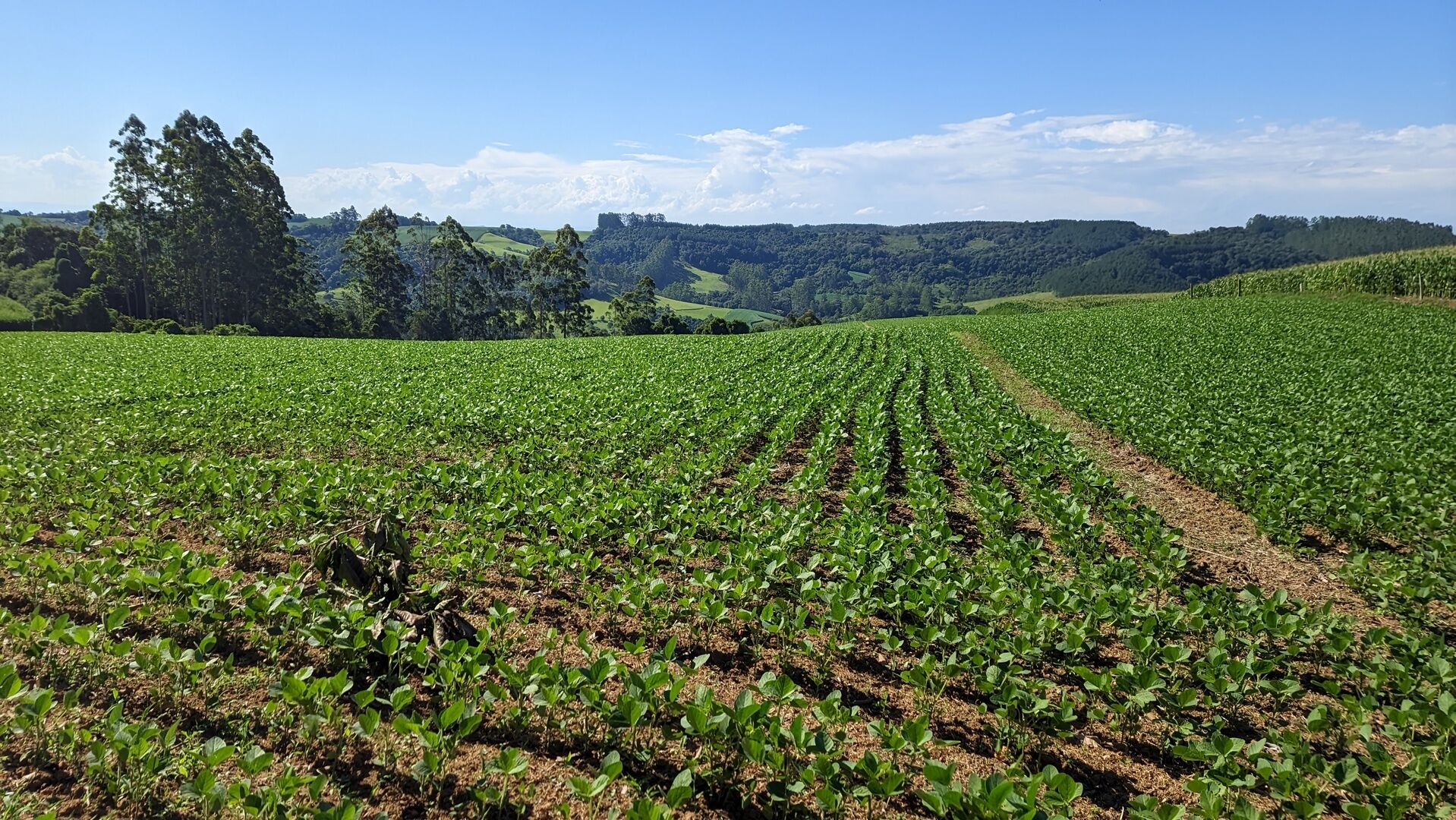 Terreno, 10 hectares - Foto 8