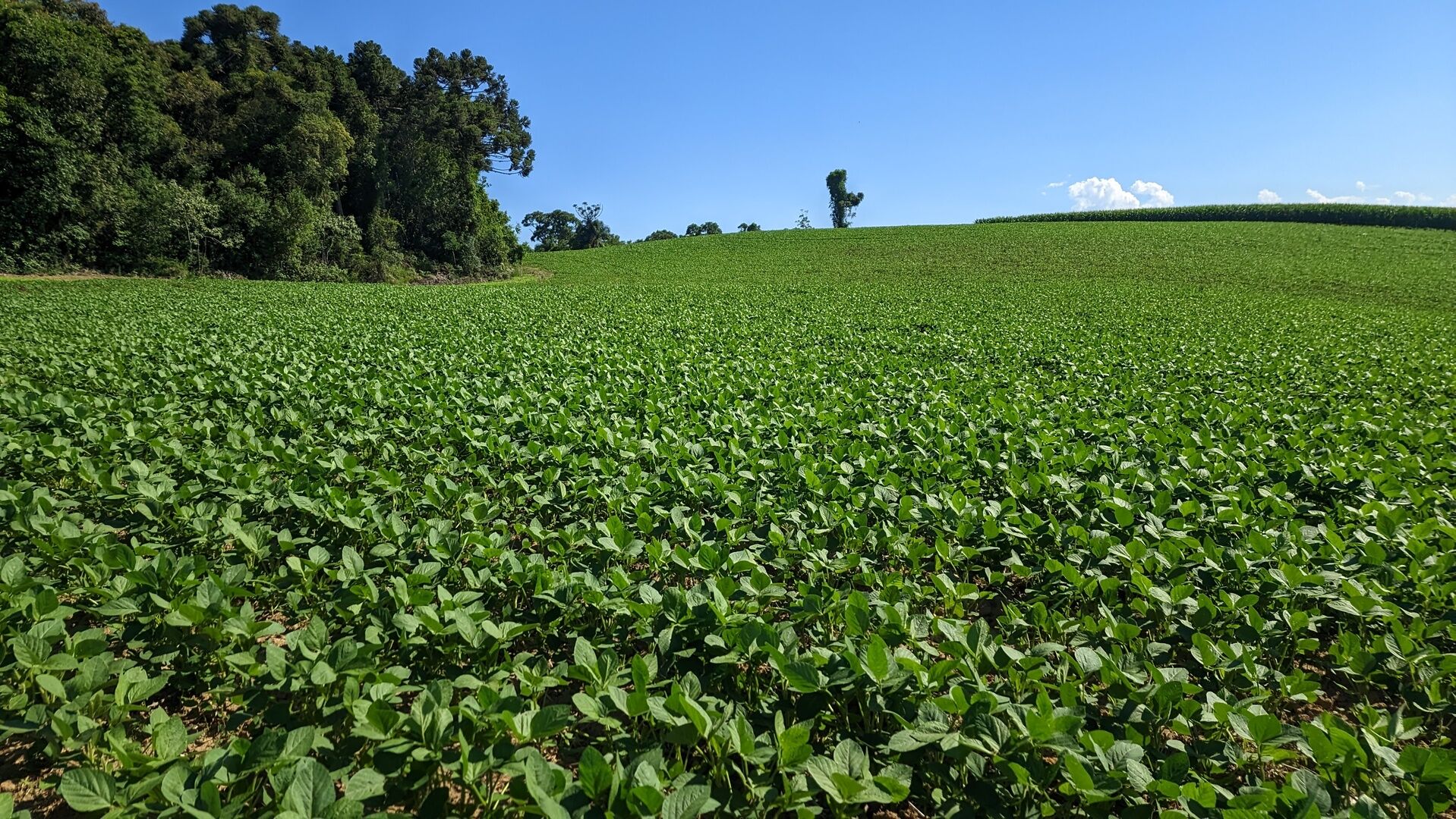 Terreno, 10 hectares - Foto 9