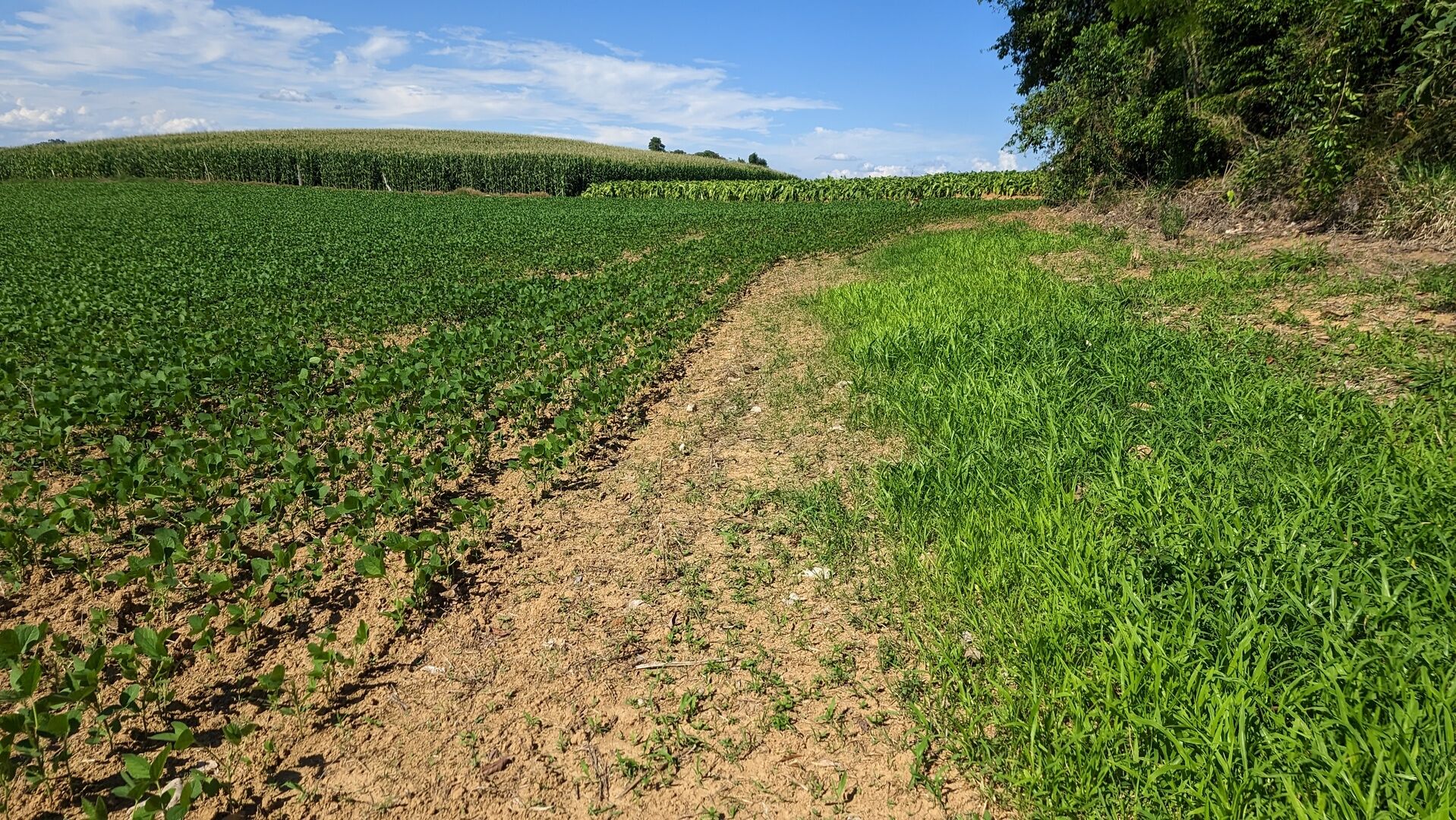 Terreno, 10 hectares - Foto 5