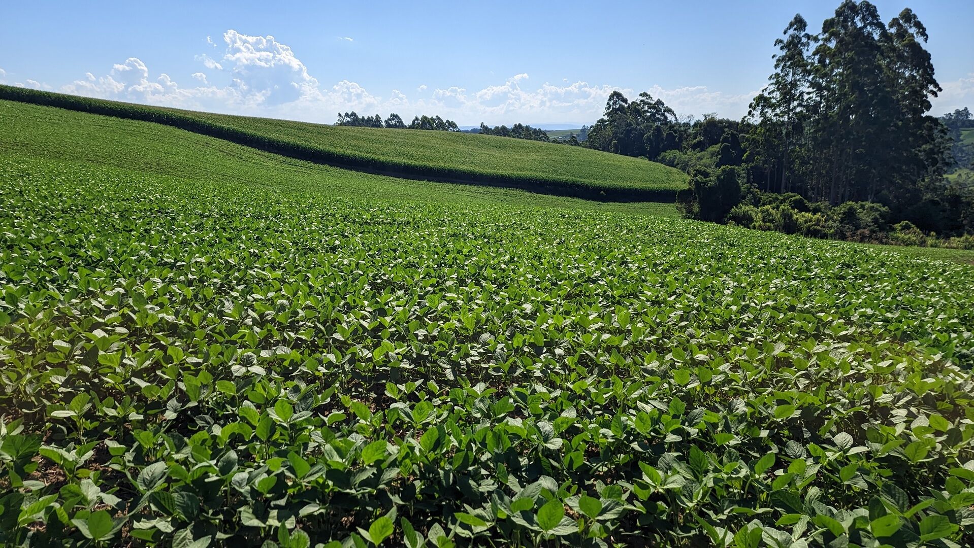 Terreno, 10 hectares - Foto 4