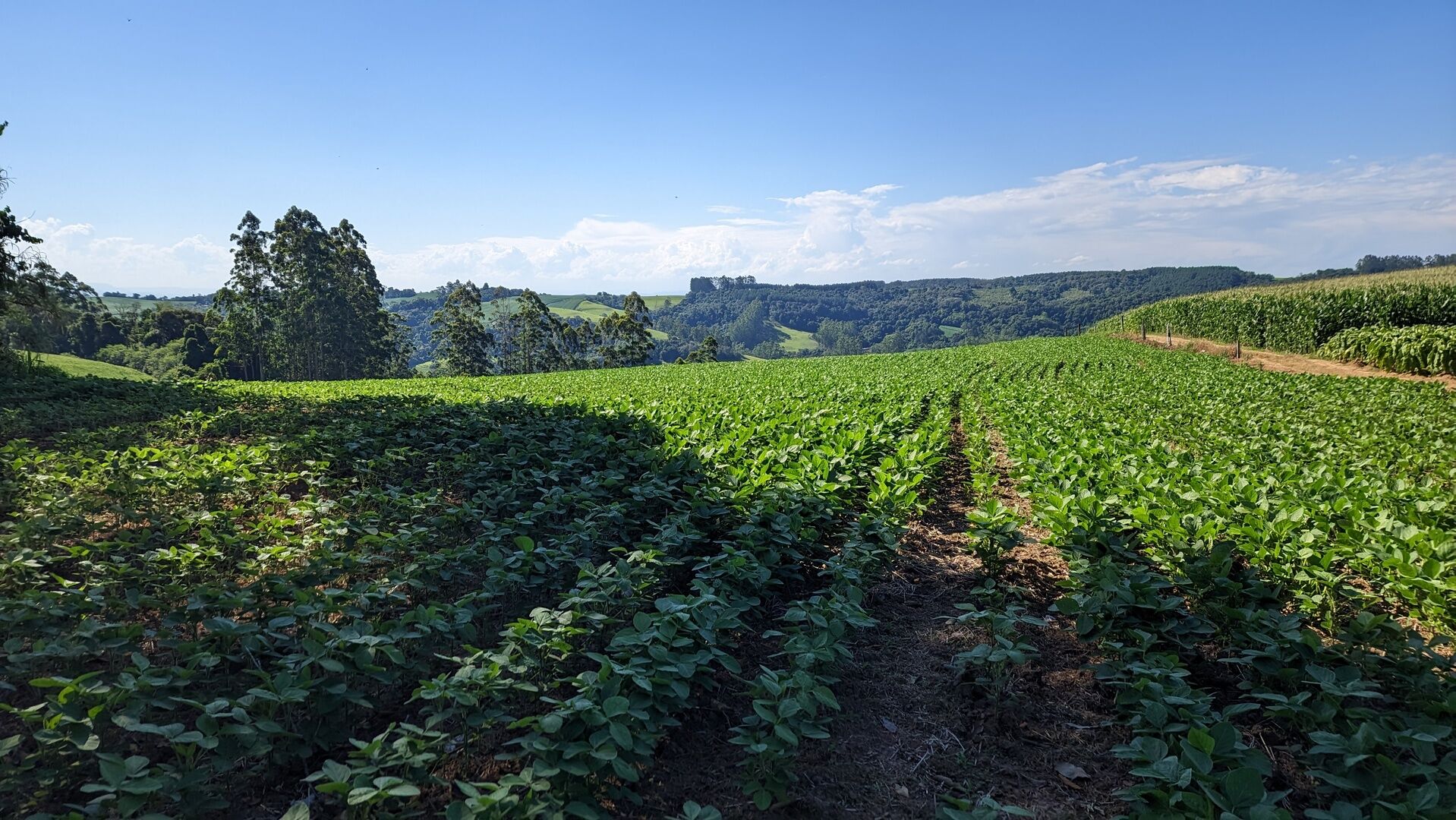 Terreno, 10 hectares - Foto 7