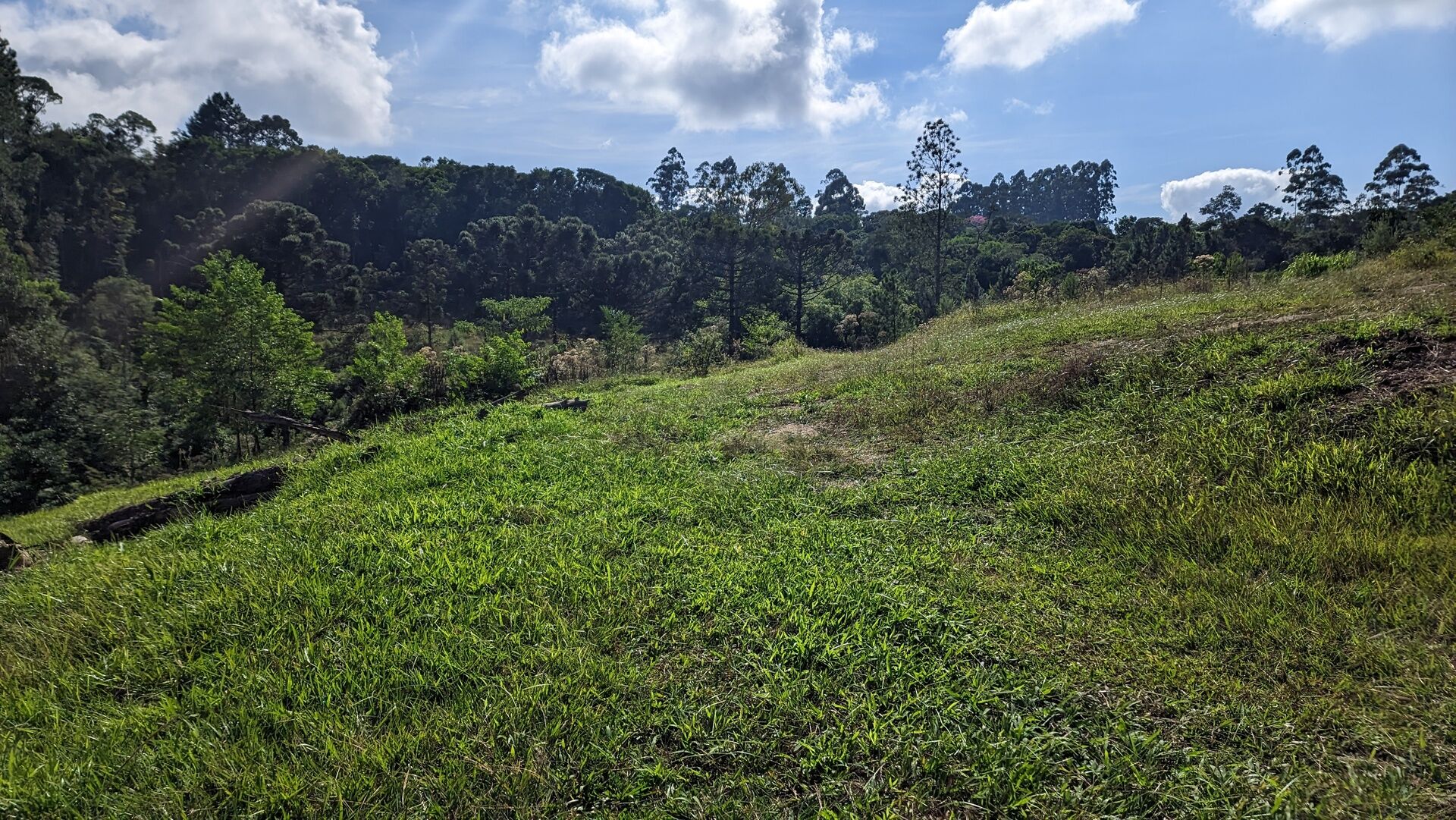 Sítio, 11 hectares - Foto 12