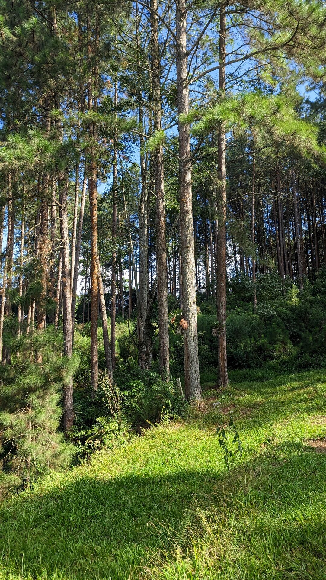 Sítio, 11 hectares - Foto 18