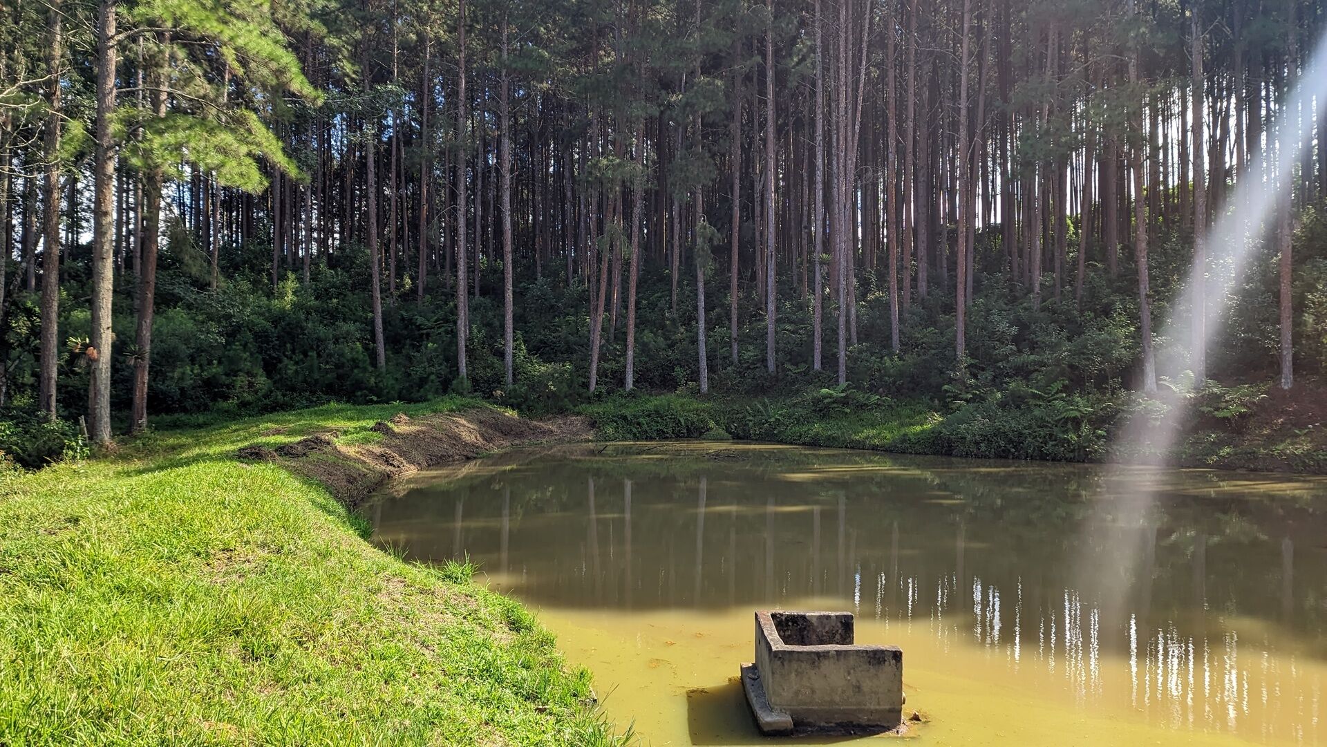 Sítio, 11 hectares - Foto 8