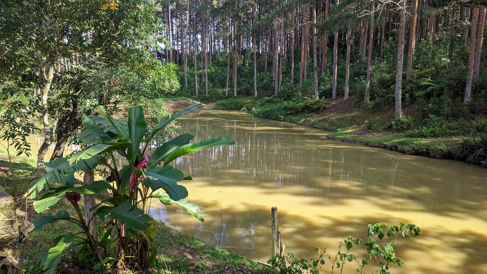 Sítio, 11 hectares - Foto 22