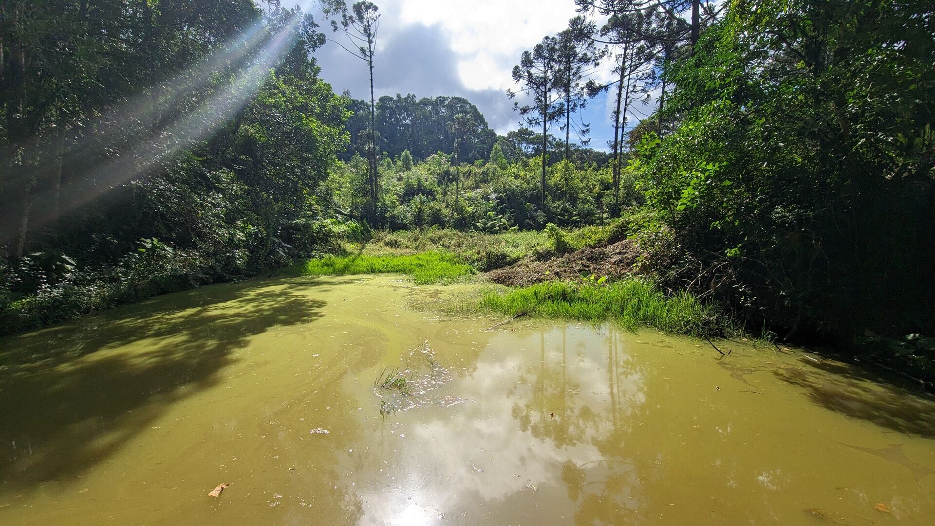 Sítio, 11 hectares - Foto 26