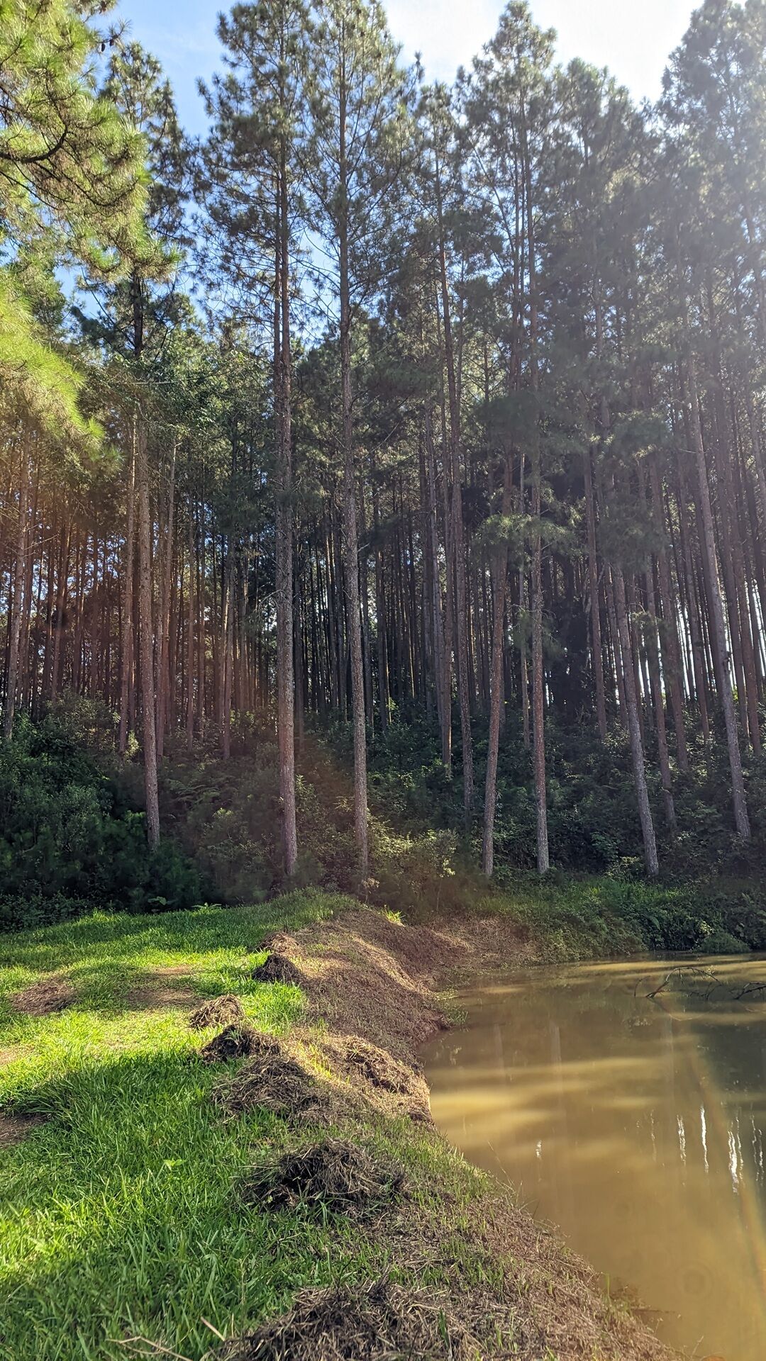 Sítio, 11 hectares - Foto 19