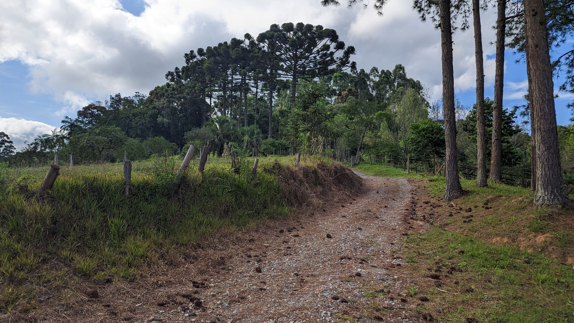 Sítio, 11 hectares - Foto 28