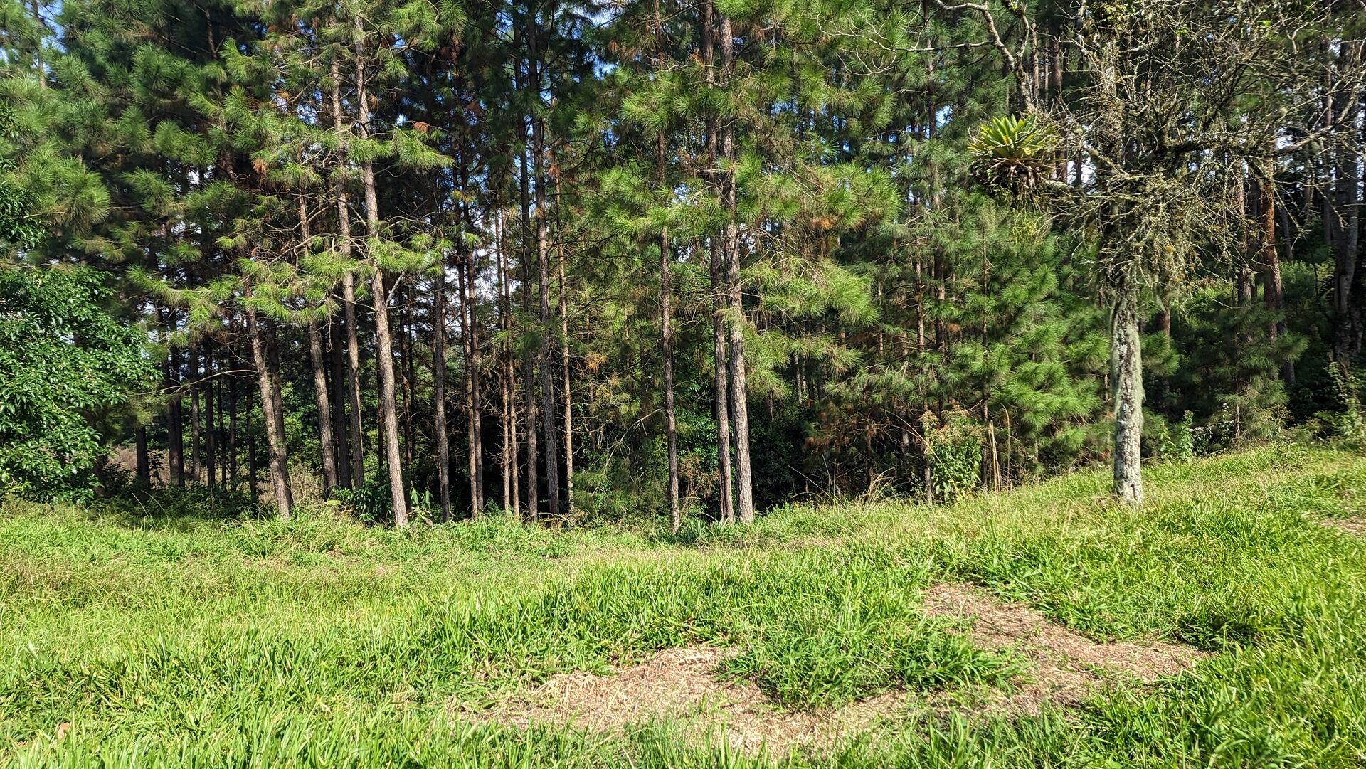 Sítio, 11 hectares - Foto 17