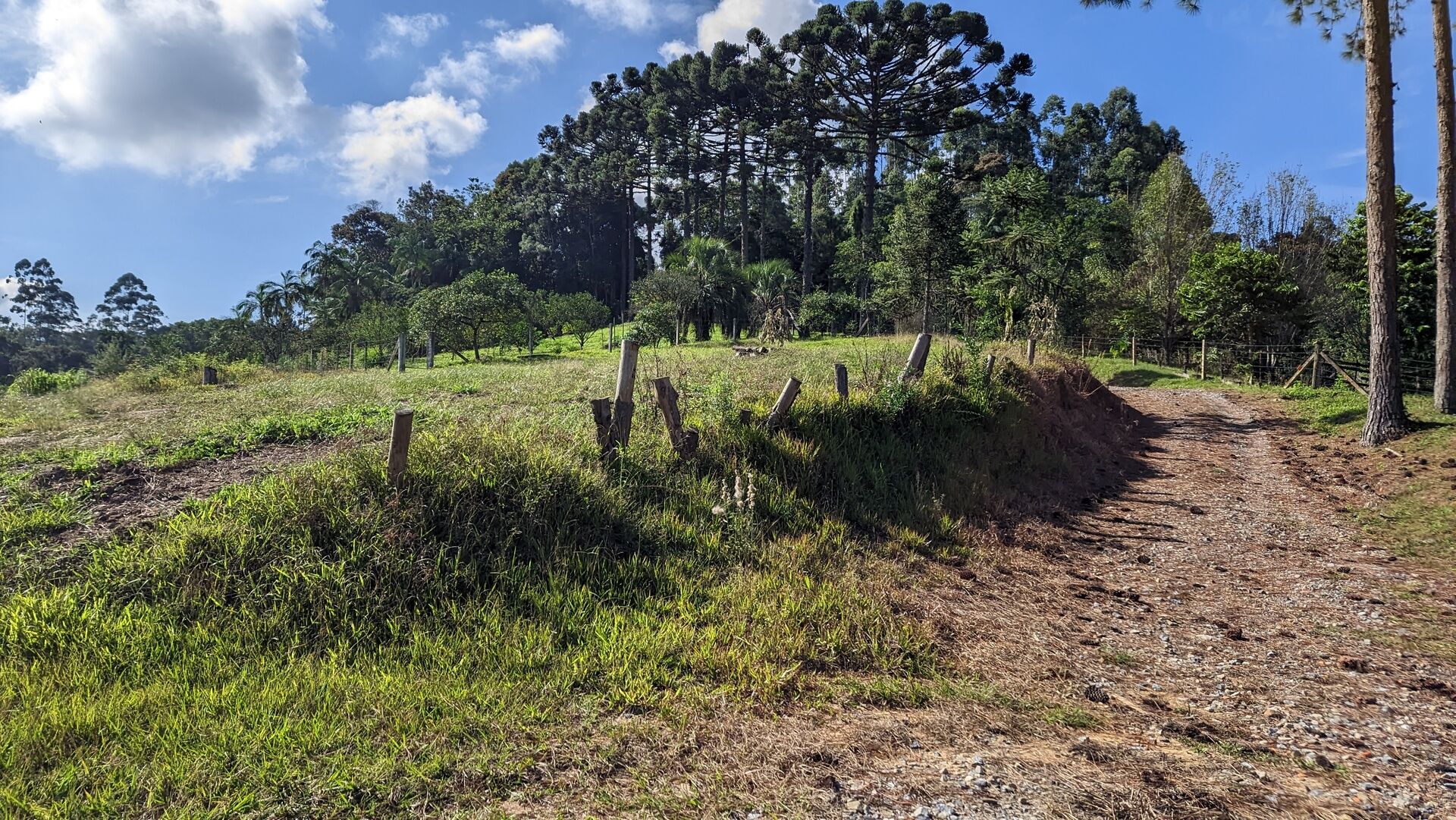 Sítio, 11 hectares - Foto 14