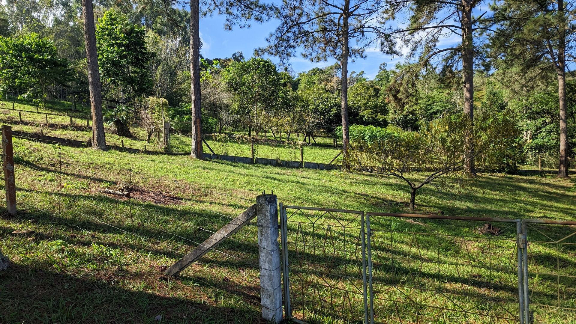 Sítio, 11 hectares - Foto 6