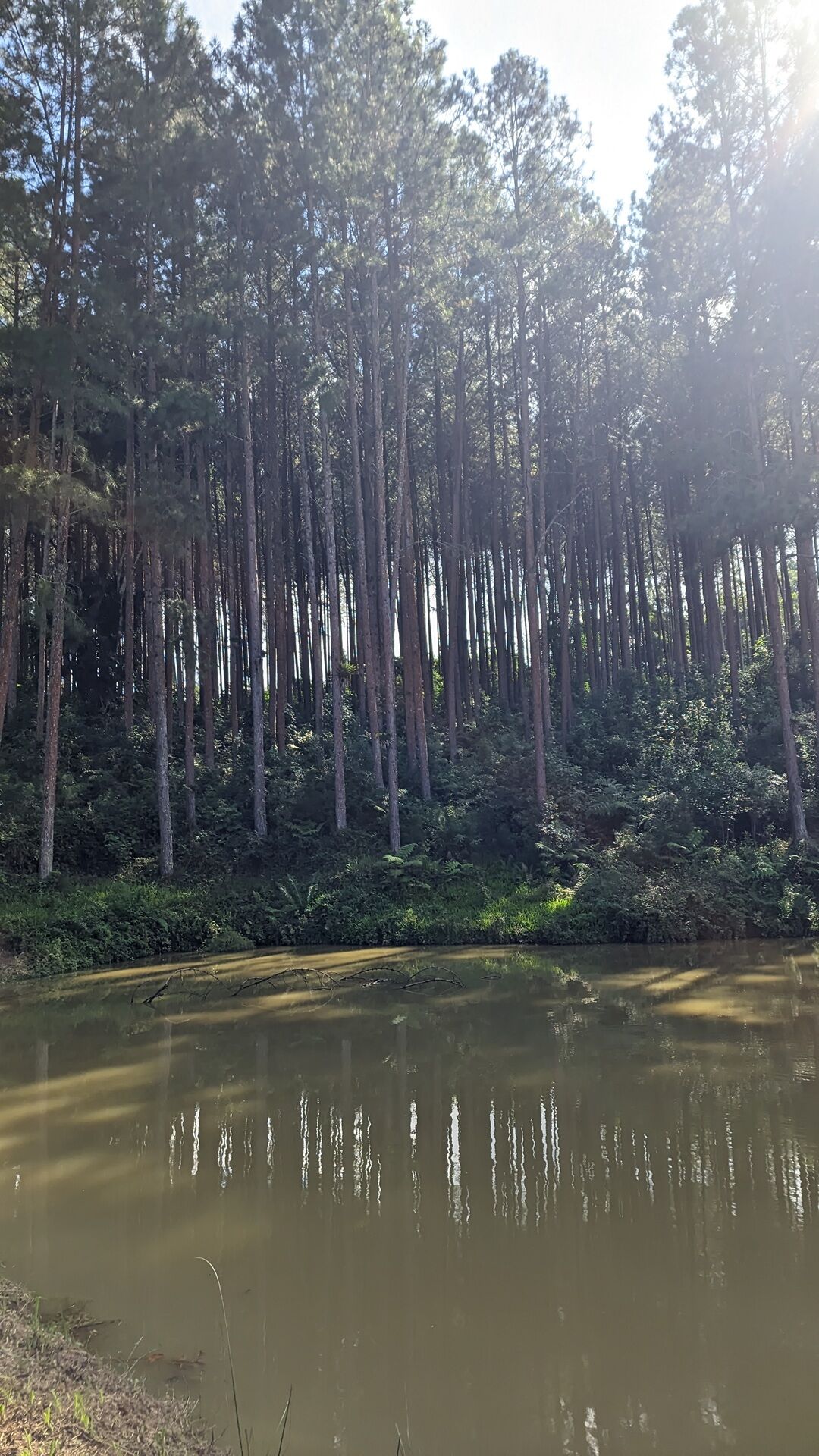 Sítio, 11 hectares - Foto 20