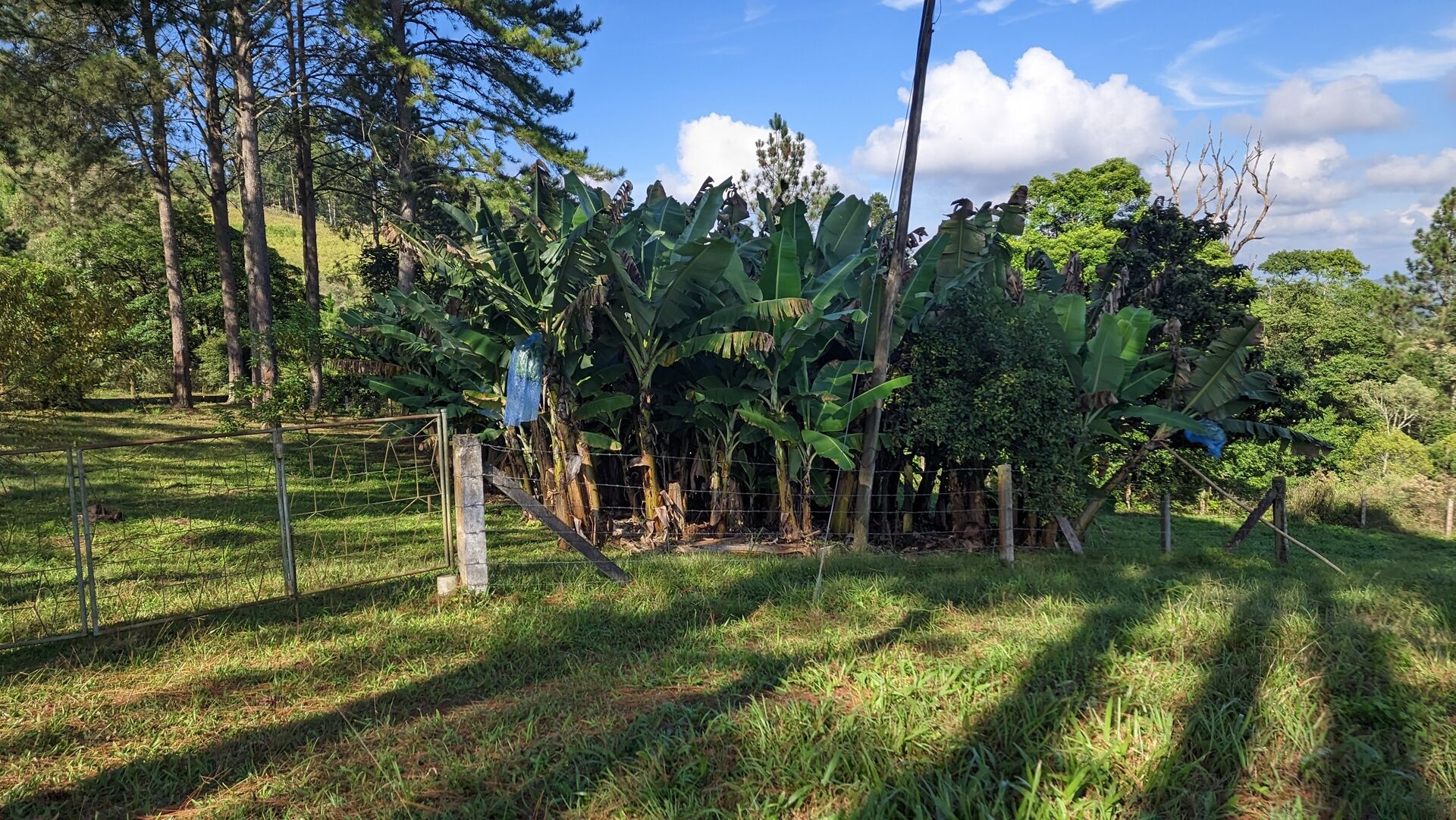 Sítio, 11 hectares - Foto 15