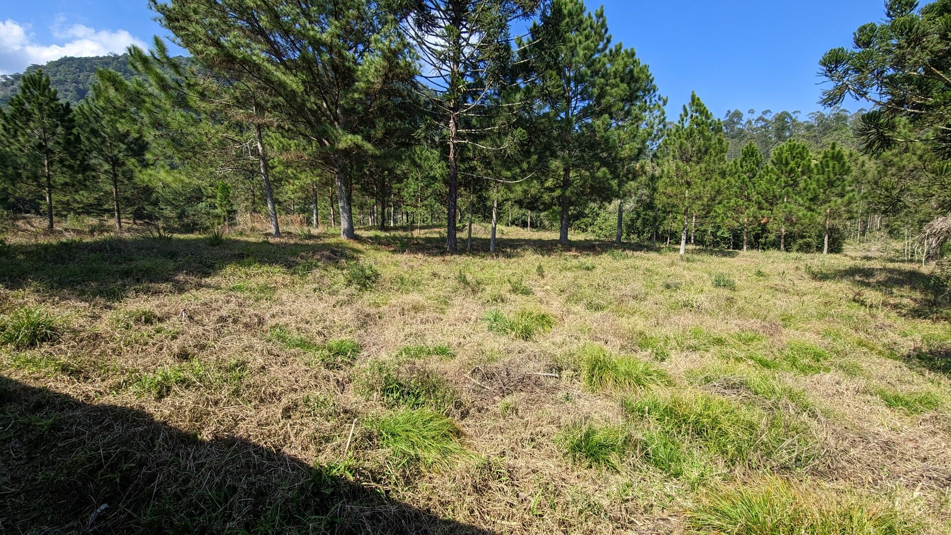 Sítio, 5 hectares - Foto 13