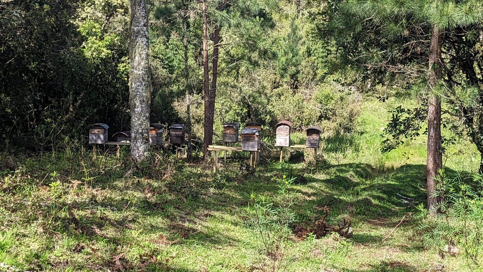 Terreno, 7 hectares - Foto 5