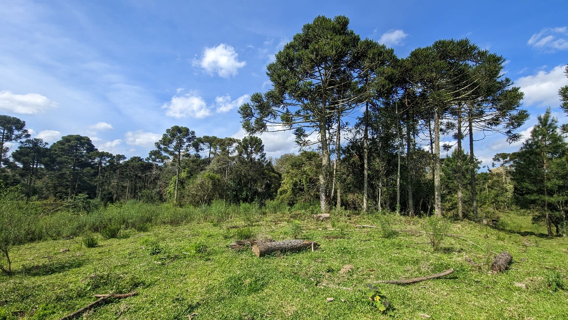 Terreno, 7 hectares - Foto 3