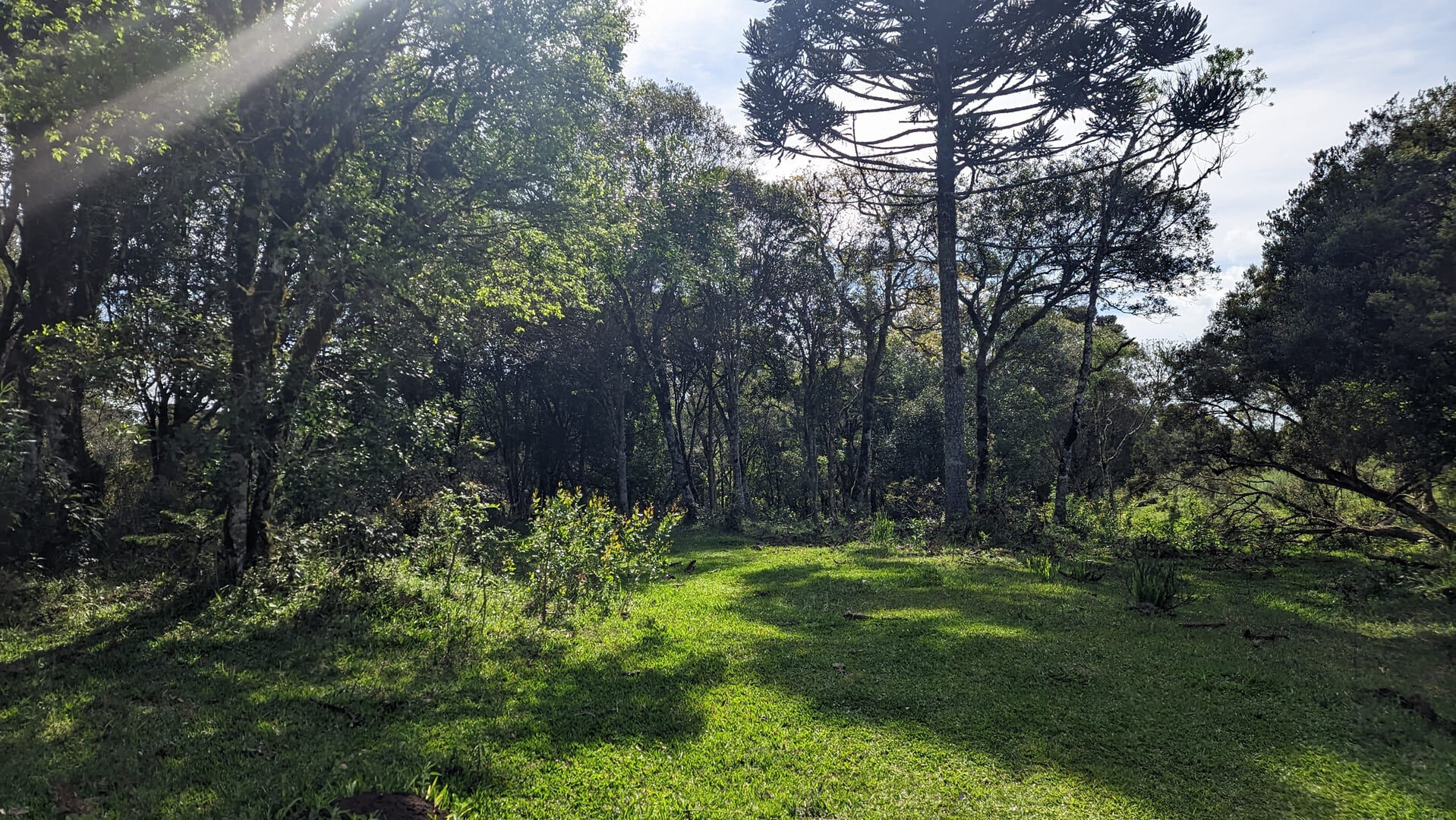 Terreno, 7 hectares - Foto 4